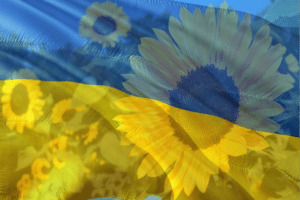 ウクライナ国旗にヒマワリの花が透かされて映る